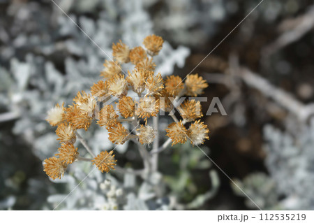 Silver ragwort 112535219
