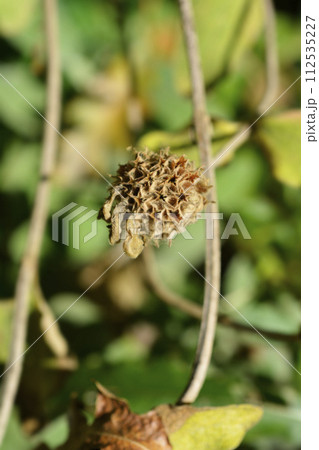 Jerusalem sage Jerusalem sage 112535227