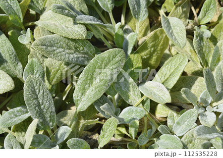 Lambs ears Silver Carpet Lambs ears Silver Carpet 112535228