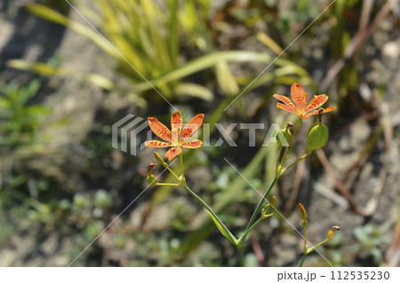 Blackberry lily Blackberry lily 112535230