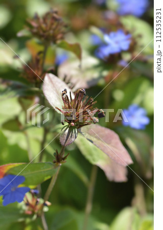 Blue Leadwort Blue Leadwort 112535231