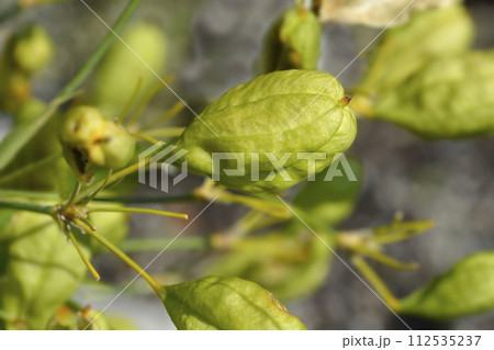 Blackberry lily Blackberry lily 112535237