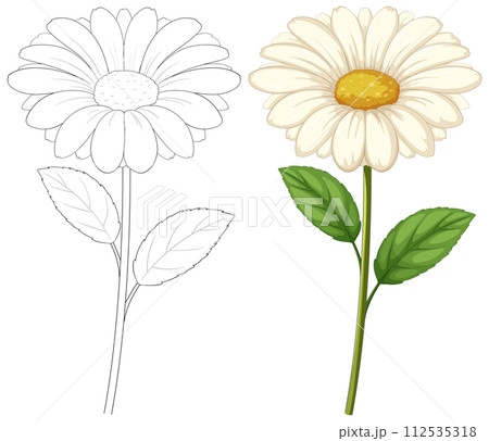 Bloom and Outline: Daisy Illustration 112535318