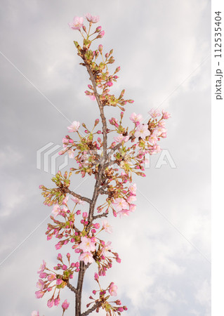 美しく満開に咲き誇る満開の桜 美しく満開に咲き誇る満開の桜 112535404