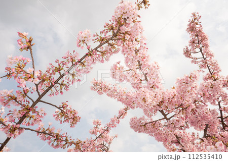 美しく満開に咲き誇る満開の桜 112535410