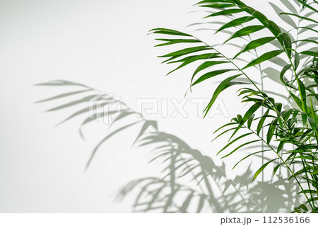 Palm leaves and shadows against white wall for background Palm leaves and shadows against white wall for background 112536166