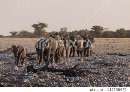 Bathing Elephants in Etosha 112536671