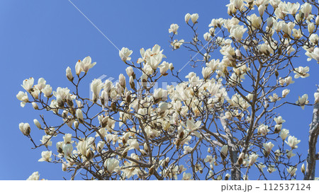 ハクモクレンの花 ハクモクレンの花 112537124