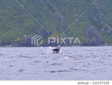 ホエールウォッチング ブリーチ ホエールウォッチング ブリーチ 112537130