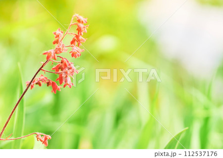 Red cute wild flower bell among green grass in the meadow Red cute wild flower bell among green grass in the meadow 112537176