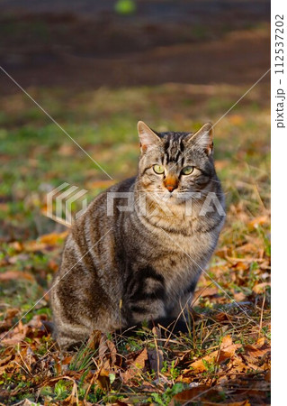 ゆずの里毛呂山町の里山で生きる野良猫が見つめる光景 112537202