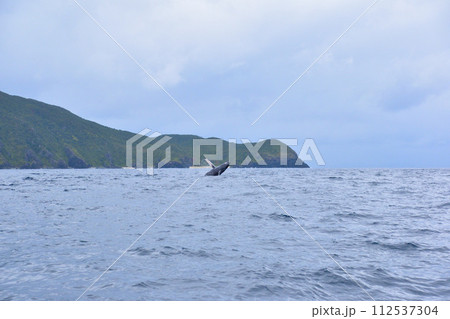 ホエールウォッチング　ブリーチ 112537304