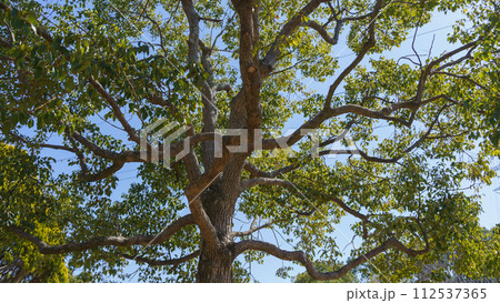 楠(クスノキ) 楠(クスノキ) 112537365