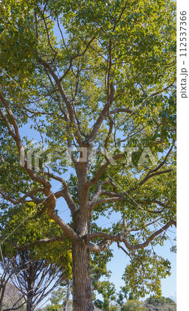 楠(クスノキ) 112537366