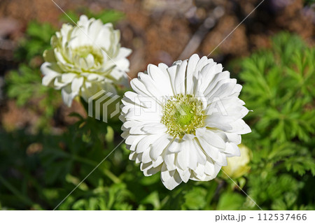 アネモネ 112537466