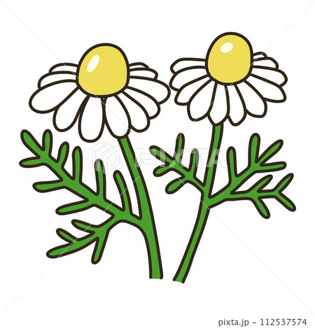 カモミール カモミール 112537574