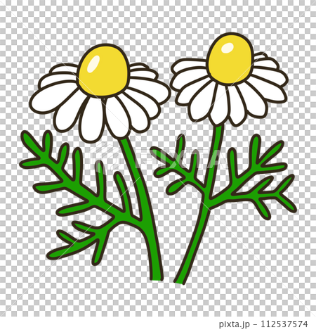 カモミール カモミール 112537574