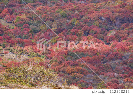北海道 樽前山のナナカマド 北海道 樽前山のナナカマド 112538212