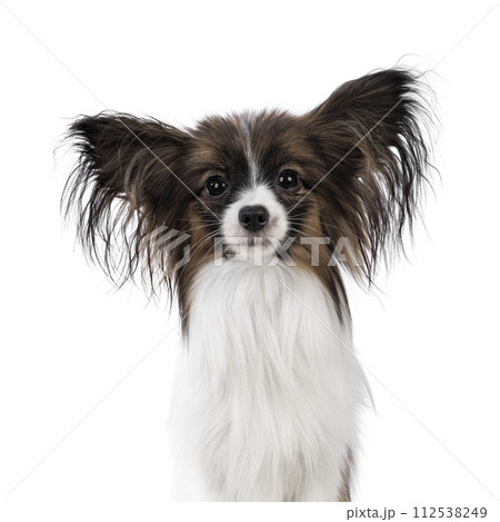Epagneul Nain Papillon dog on white background 112538249