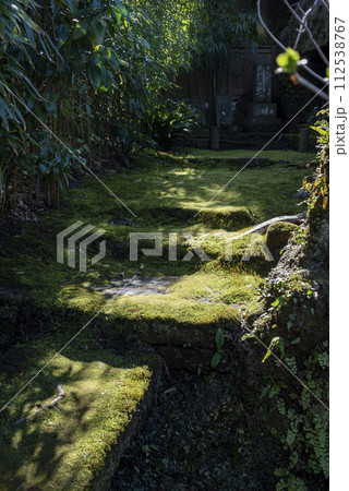 鎌倉243 海蔵寺10 苔 鎌倉243 海蔵寺10 苔 112538767