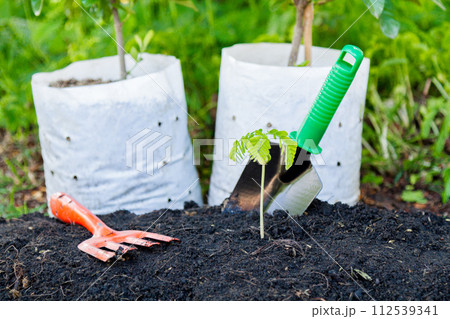 Plant a tree 112539341