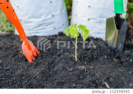 Plant a tree 112539342