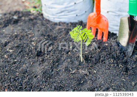 Plant a tree Plant a tree 112539343