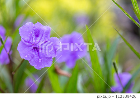 Violet Flower in garden Violet Flower in garden 112539426