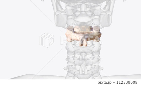 The seventh cervical vertebra, also called the vertebra prominens, is commonly considered a unique vertebra The seventh cervical vertebra, also called the vertebra prominens, is commonly considered a unique vertebra 112539609