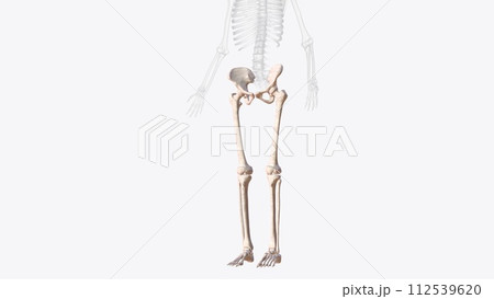 Bones of Iower limb Bones of Iower limb 112539620