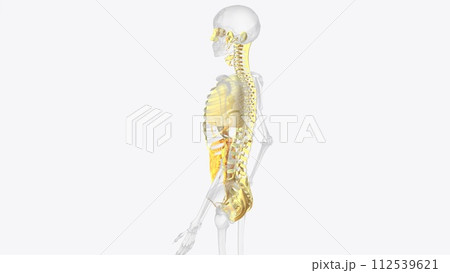 The axial connective tissue system 112539621