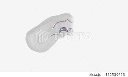 Fingernail Cross Section of Tendons Fingernail Cross Section of Tendons 112539626