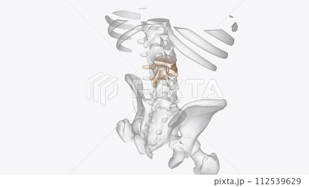 The upper pole of the left kidney lies at the level of the 12th thoracic vertebra, and the lower pole lies at the level of the third lumbar vertebra 112539629