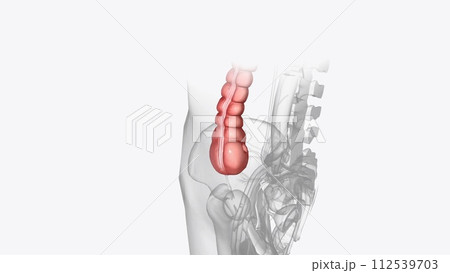 The ascending colon (or right colon) is the beginning part of the colon The ascending colon (or right colon) is the beginning part of the colon 112539703