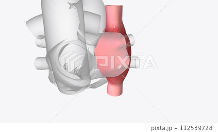 Right atrium: one of the four chambers of the heart 112539728