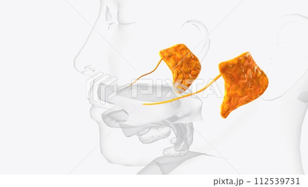 Parotid glands and ducts 3d Parotid glands and ducts 3d 112539731