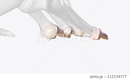 The phalanges are small bones of fingers found in hands and feet. Each foot is composed of 14 phalanges 112539777