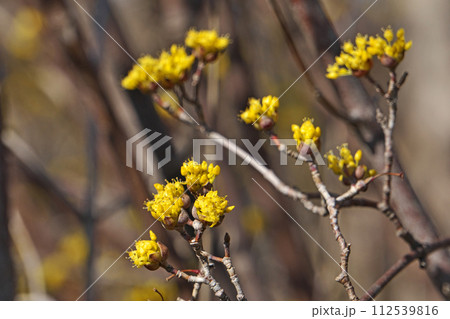 黄色いサンシュユの花（冬、二月） 112539816