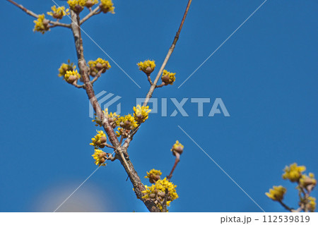 黄色いサンシュユの花（冬、二月） 112539819