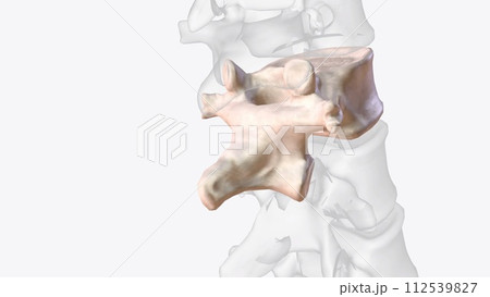 Twelfth thoracic vertebra Twelfth thoracic vertebra 112539827
