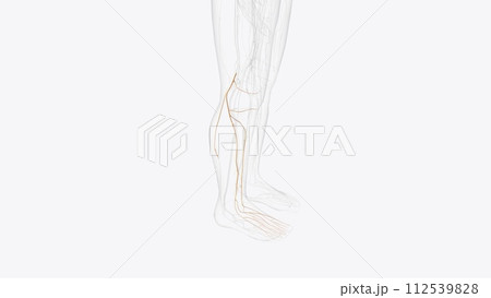 common fibular nerver and branches common fibular nerver and branches 112539828
