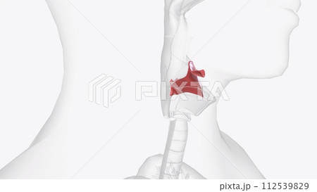 The vocal folds are a pair of pliable shelves of tissue that stretch across the top of the trachea 112539829