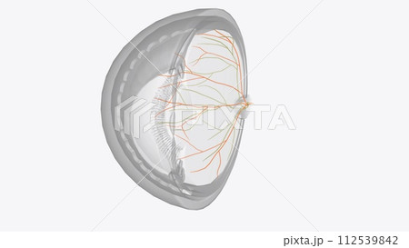 eye of Cardicvascular System 3d eye of Cardicvascular System 3d 112539842