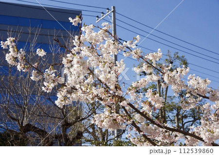 鎌倉市岩瀬　砂押川プロムナードの春　玉縄桜 112539860