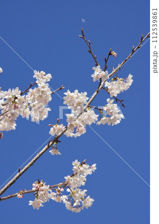 鎌倉市岩瀬 砂押川プロムナードの春 玉縄桜 鎌倉市岩瀬 砂押川プロムナードの春 玉縄桜 112539861