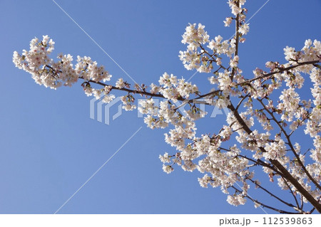 鎌倉市岩瀬　砂押川プロムナードの春　玉縄桜 112539863