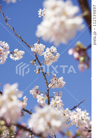 鎌倉市岩瀬　砂押川プロムナードの春　玉縄桜 112539897