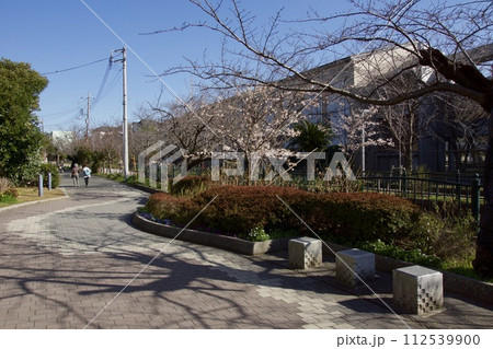 鎌倉市岩瀬 砂押川プロムナードの春 玉縄桜 鎌倉市岩瀬 砂押川プロムナードの春 玉縄桜 112539900