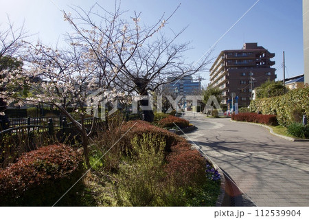 鎌倉市岩瀬　砂押川プロムナードの春　玉縄桜 112539904