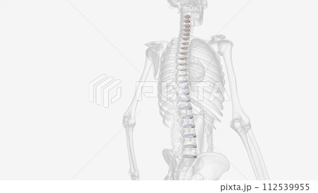 The intervertebral disc (IVD) is important in the normal functioning of the spine The intervertebral disc (IVD) is important in the normal functioning of the spine 112539955